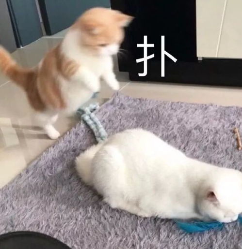  表情包,可爱如你