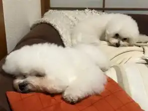  比熊被爸爸抱着拍照一脸嫌弃表情走红
