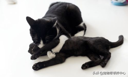 猫爪系列表情包猫咪