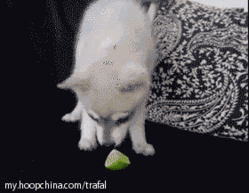  各种gif