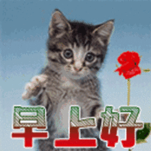  最新漂亮早上好动态表情图片带字最美早安问候动态图片带字