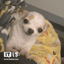  太秀了微信朋友圈评论竟能发图片