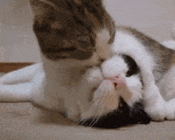 在线表情包沙雕猫粮