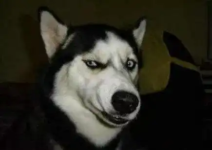  哈士奇突然被美女主人亲了一下,愣了3秒后,表情炸了