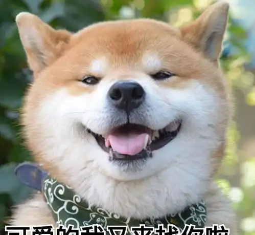  狗系表情帝,骚操作不断,看完我笑了