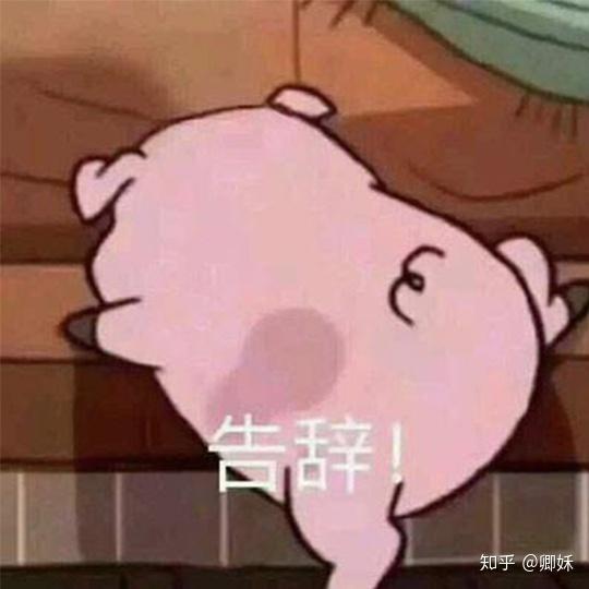  你是否也被摇摇猪可爱到了呢