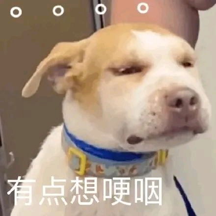  动物表情包