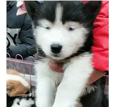 狗市小二哈便宜卖都没人要,正觉奇怪,一看笑得直不起身
