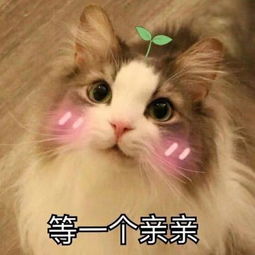  萌宠表情我就是要萌化你,就问你服不服,适合情侣日常互动