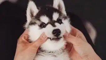  狗头表情怎么打出来