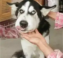  为什么我的狗头要被咬成这样附防蚊小妙招