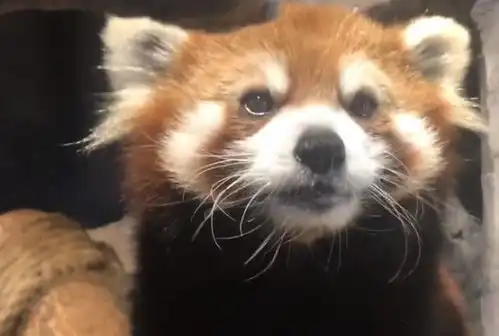  饲养员给小熊猫喂嘎啦果,小家伙边吃边冒鼻涕泡,真是太逗了