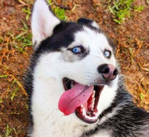  这三种狗狗天生无法成为警犬,二哈榜上有名,第一让人意想不到