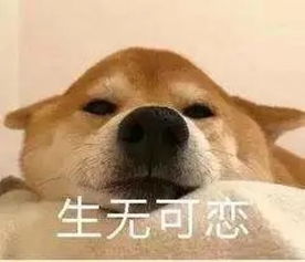 慕容嗷嗷表情包小狗
