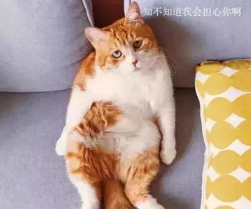  主人加班到早上才回家,沙发上的橘猫表情绝了你还知道回来