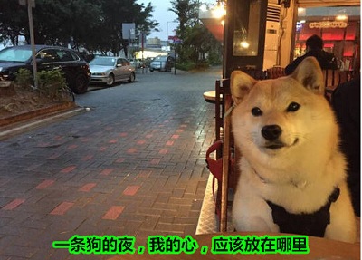  七夕单身狗