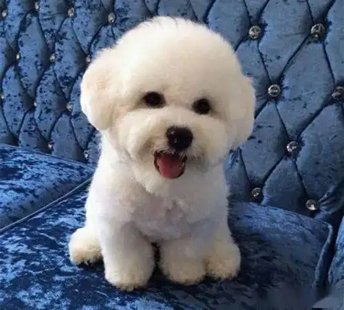  教你轻松选择,适合陪伴孩子的6种狗狗