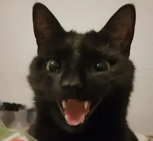  猫咪第一次进阳台玩耍,感觉好像打开了新世界的大门