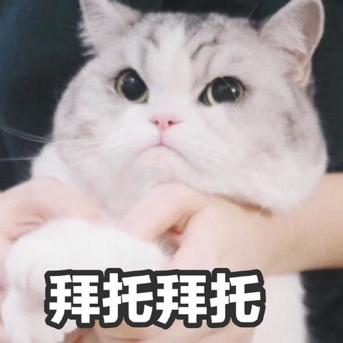  猫咪表情包我懂了,你开始嫌我丑了