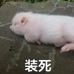 我要个性网表情包小猪猪