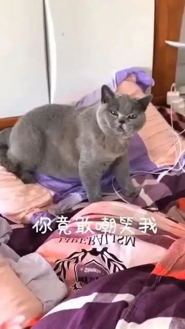 嘲笑的表情包主人