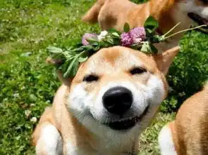  还记得神烦狗doge吗其实,它不斜眼看你时,它还是挺萌的