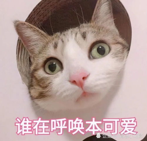  猫咪表情包谁在呼唤本可爱
