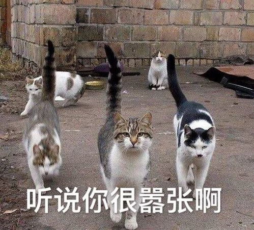  杀猪盘已经out啦,杀鱼盘了解一下