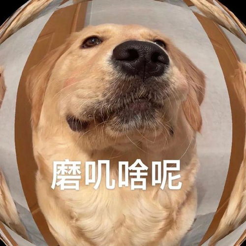  大脸金毛表情包