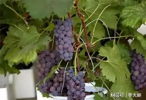  盆栽葡萄这样养,3个小技巧,结的葡萄一串串,阳台种一棵,真好