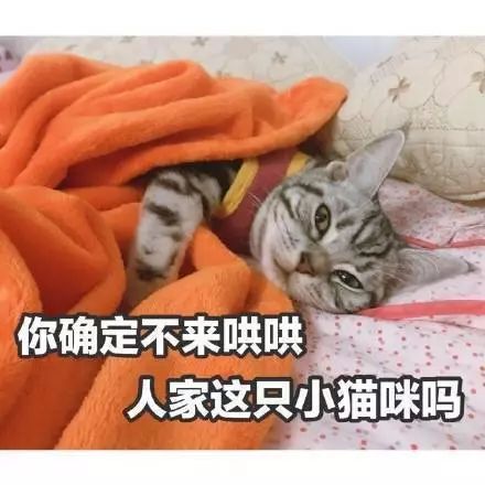  猫咪表情包,猫奴必备