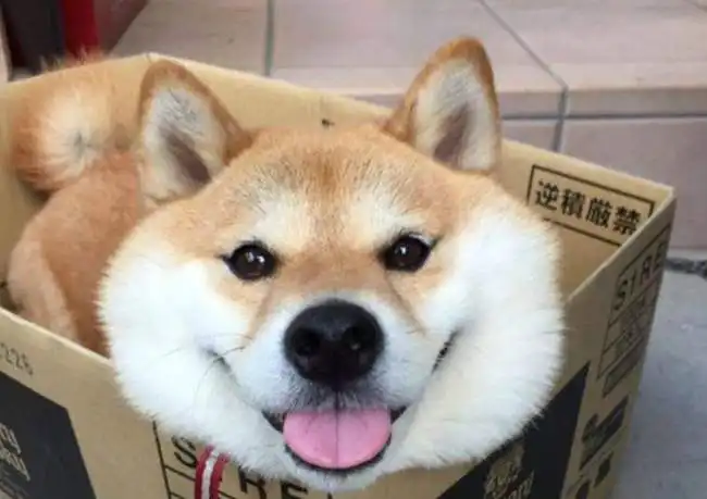柴犬斜眼表情包开心笑话