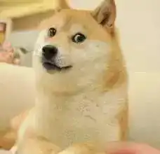  泪目16岁柴犬北登去世,你的表情包里肯定有它...