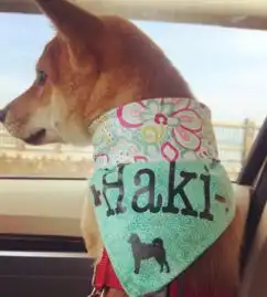  柴犬饲养指南养好这只表情包,你准备好了吗