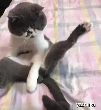 炎热的夏天,照顾猫咪到底有哪些注意事项铲屎官们快来看看  炎热的夏天,照顾猫咪到底有哪些注意事项铲屎官们快来看看