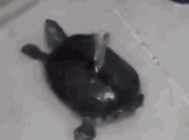 小坏蛋表情包gif
