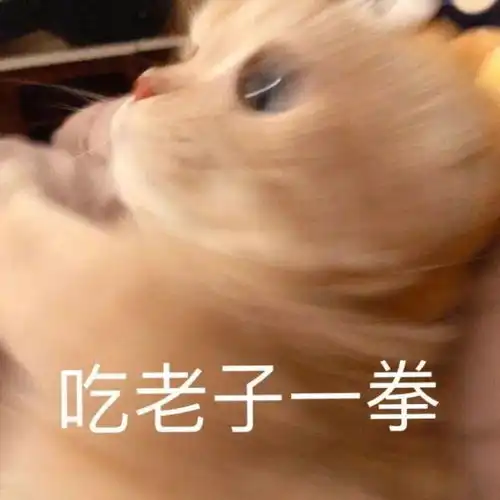  沙雕表情包当你失败的时候,总有几头猪在笑