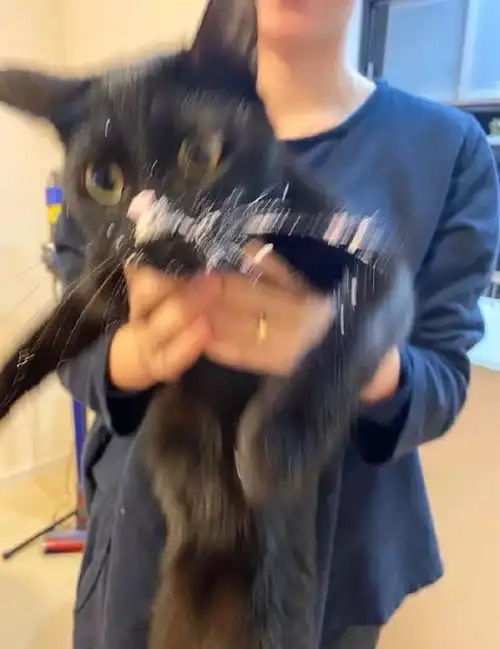 哲学表情包黑猫