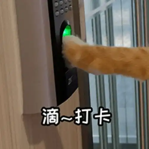  表情包今天也是萌萌的小猫咪鸭小猫咪能有什么坏心眼呢