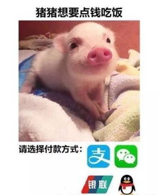  要饭保命系列表情包,双十一花式哭穷就指着它了