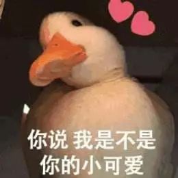 伊丽莎白鸭子表情包