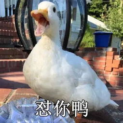  最近很火的鸭子表情包12张