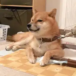  戏精柴犬的戏精人生,每个表情都是要搞事情
