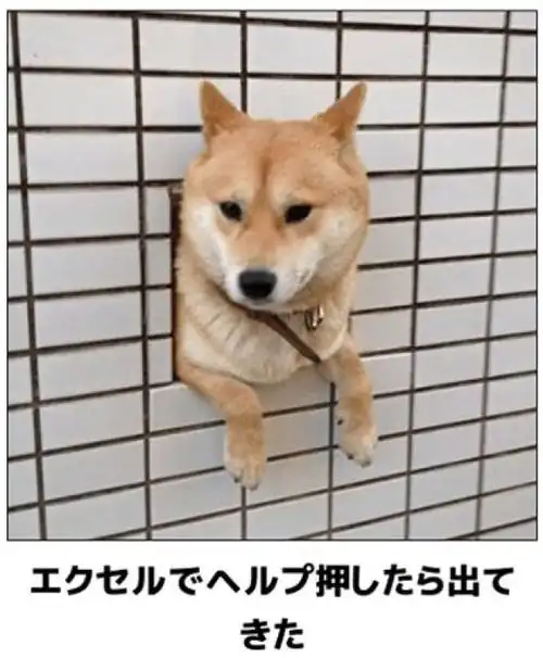  日式冷笑话柴犬犯傻的6个瞬间