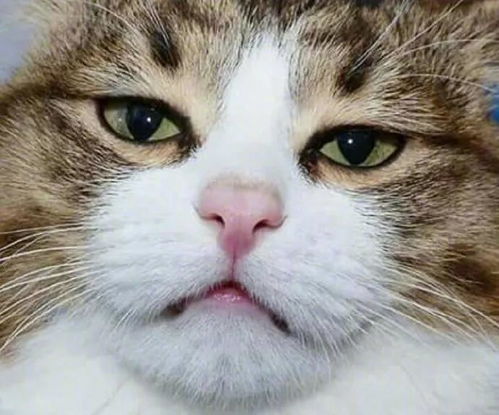 猫捏脸表情包手绘麻辣香