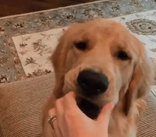  金毛第一次吃柠檬,瞬间被酸成了表情包,几秒后又向主人要柠檬吃