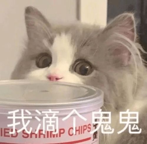 每日表情包更新乖巧