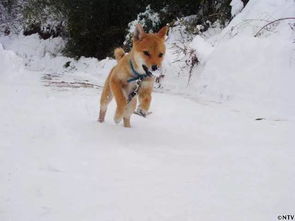  悼念表情包柴犬之前,是不是应该先了解一下事实