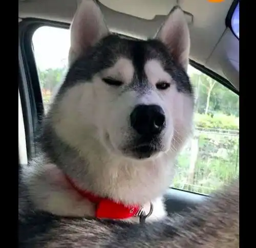  哈士奇上车后把换挡杆给咬坏了,还一脸不屑的表情你该换车了