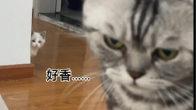  豆子刚睡醒